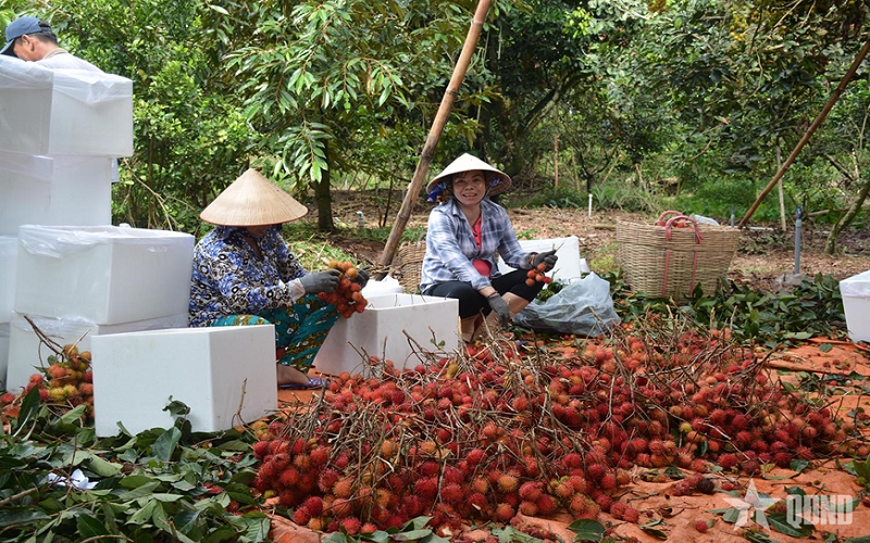 Nông nghiệp 5 tháng đầu năm 2026 xuất khẩu đạt 30,69 tỷ USD