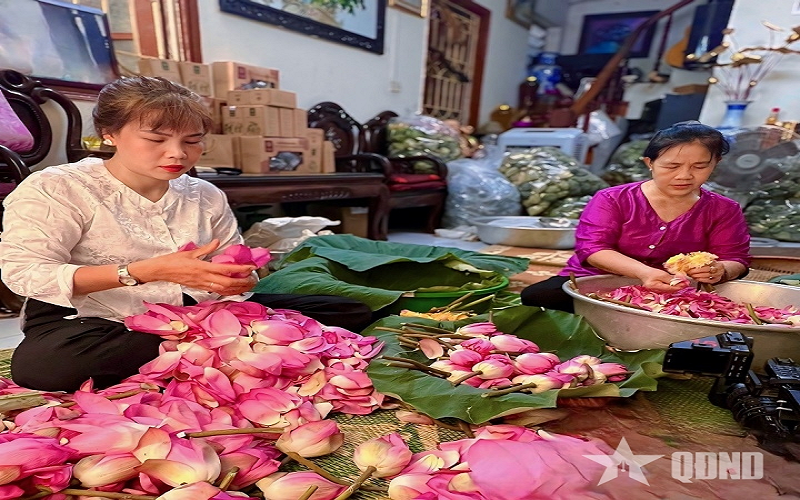 Trà sen Tây Hồ vào vụ