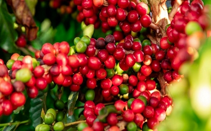 Bản tin nông sản hôm nay (18-6): Giá cà phê, hồ tiêu giảm nhẹ