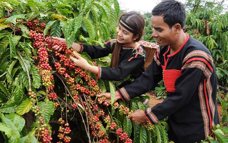 Bản tin nông sản hôm nay (6-7): Giá cà phê cao nhất trong 3 tháng, giá hồ tiêu ổn định