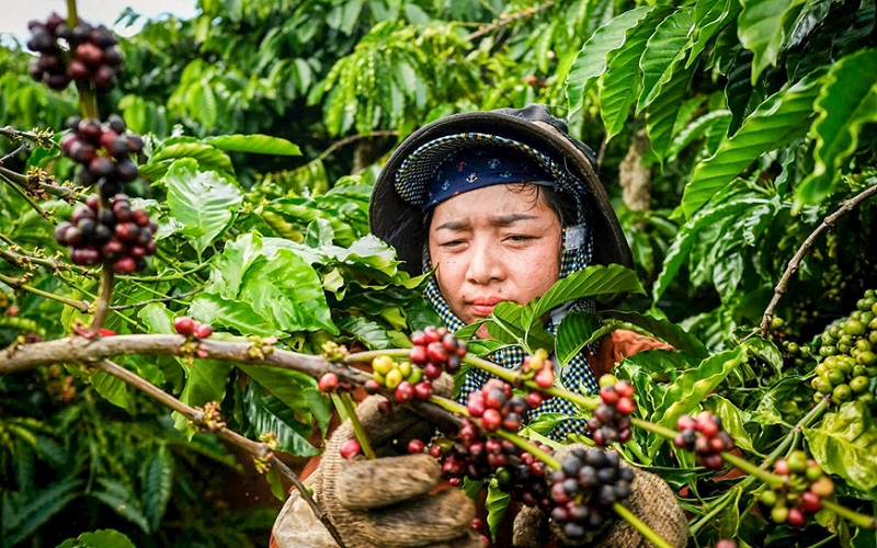 Bản tin nông sản hôm nay (8-7): Giá cà phê tăng kỷ lục, giá hồ tiêu ổn định