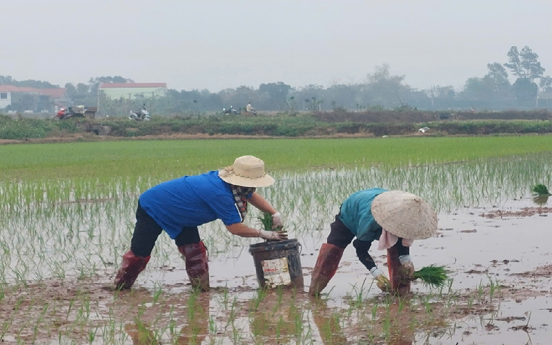 Khai thác hiệu quả quỹ đất nông nghiệp
